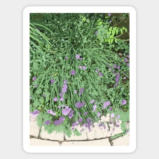 Painted Chives, green purple beige, digitally modified photography Sticker